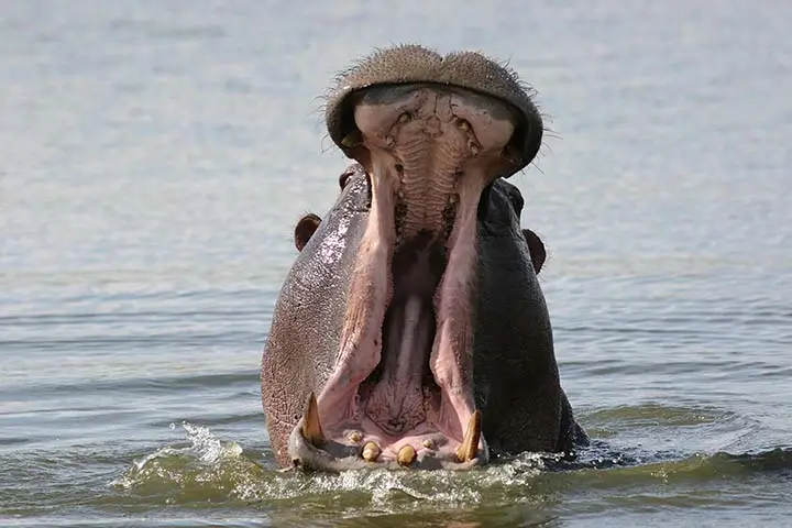 Hippo head